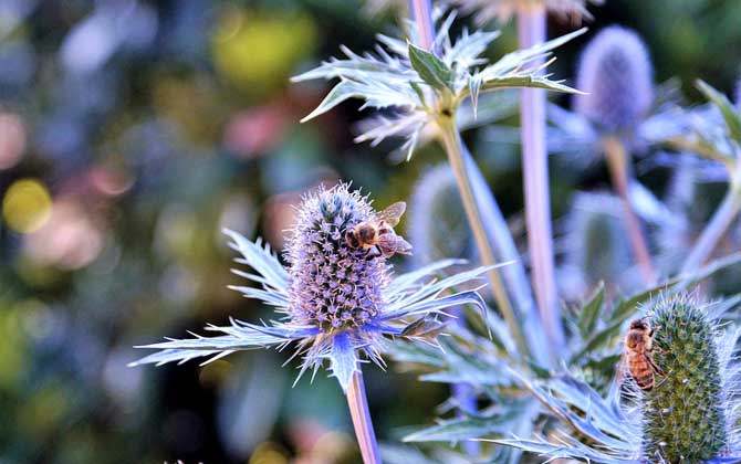夢見蜜蜂是什么預兆? 夢見蜜蜂