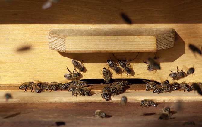 蜜蜂科學養殖技術 蜜蜂養殖技術