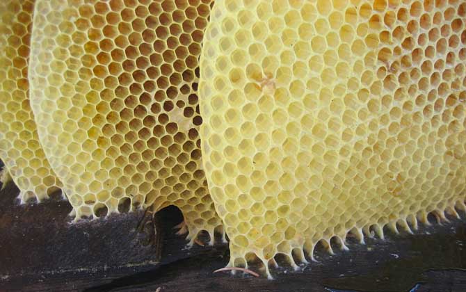 蜜蜂怎么養才不會逃跑? 養蜂