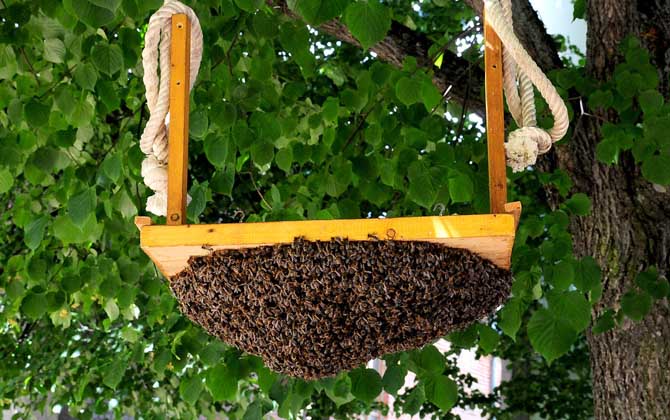 蜜蜂怎么養才不會逃跑? 養蜂