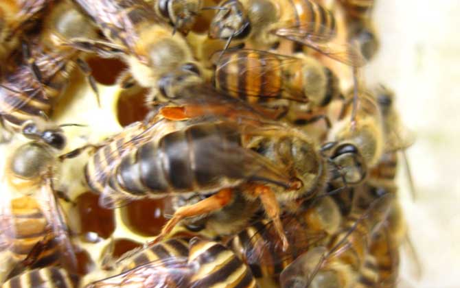 中蜂養(yǎng)殖技術