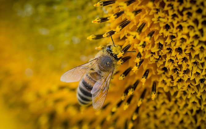 蜜蜂爬蜂病的癥狀及防治 蜜蜂