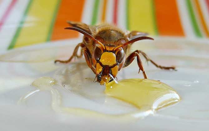 蜂蜜怎么使用可以祛斑? 蜂蜜