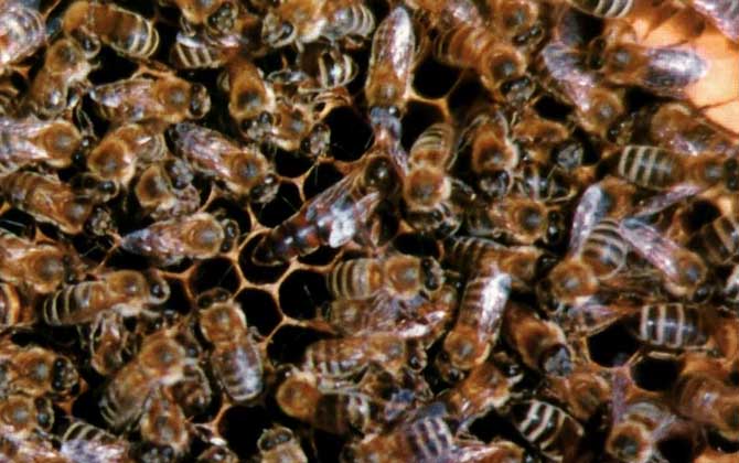 東北黑蜂高效養殖技術 東北黑蜂