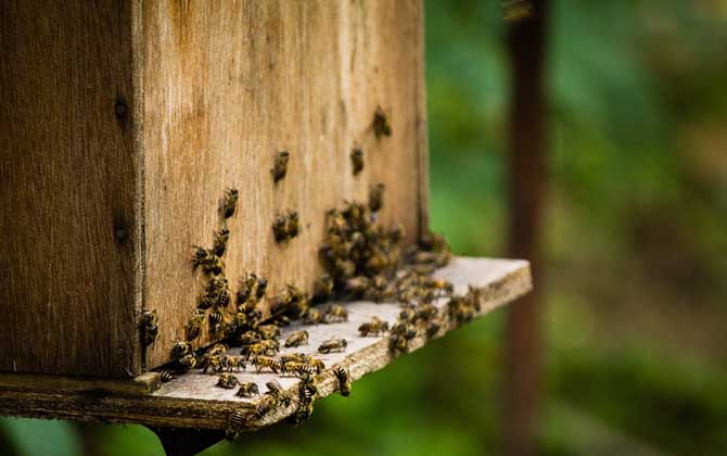 一個人能養多少箱蜜蜂? 養蜂