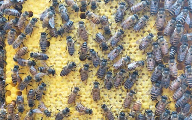 工蜂產(chǎn)卵的原因及處理方法 工蜂產(chǎn)卵