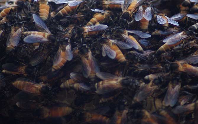 蜜蜂養殖的基本知識 蜜蜂養殖