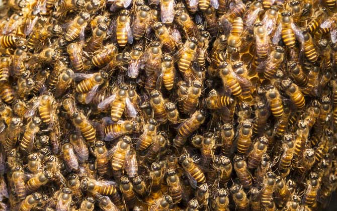 養(yǎng)蜜蜂蜂王不走的技術(shù) 養(yǎng)蜜蜂