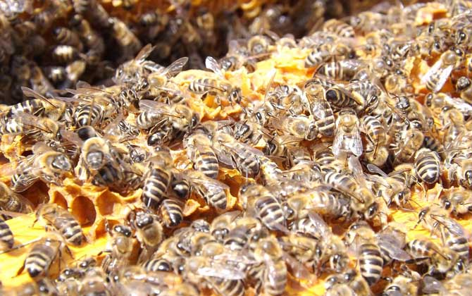 養(yǎng)蜜蜂蜂王不走的技術(shù) 養(yǎng)蜜蜂