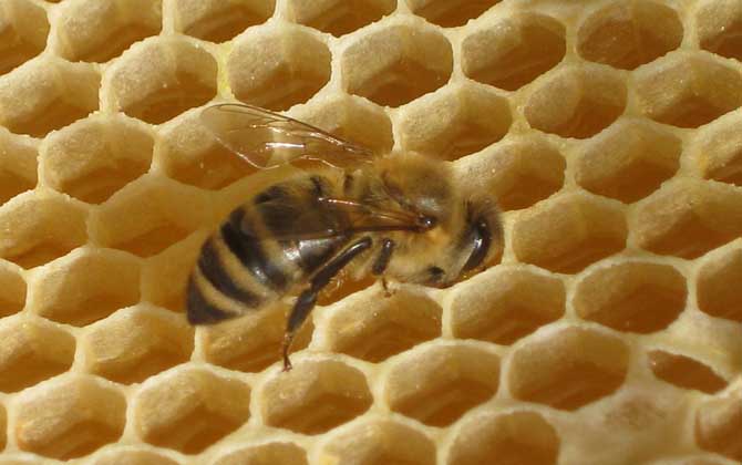 蜜蜂急造王臺幾天出王? 蜜蜂