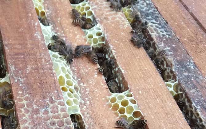 中蜂雙王群的優點和缺點 中蜂雙王群