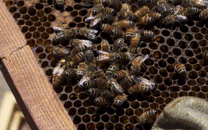 中蜂換老王的最好方法 中蜂換老王