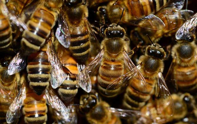 意蜂怎么樣分蜂發(fā)展快? 意蜂