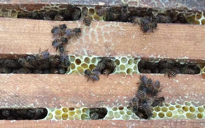 中蜂過箱后為什么跑了? 中蜂過箱