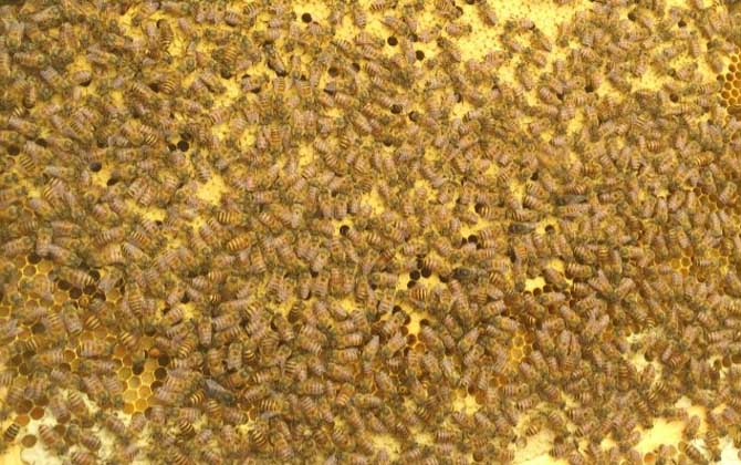 中蜂多久換一次蜂王? 中蜂換王