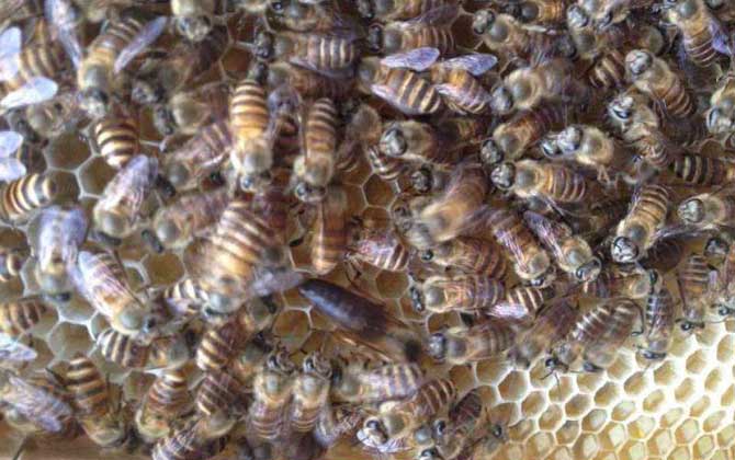 中蜂雙王群什么時間組織? 中蜂雙王群