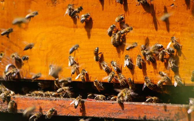 養(yǎng)蜂知識