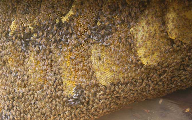 野生中華蜜蜂誘捕技術 中華蜜蜂