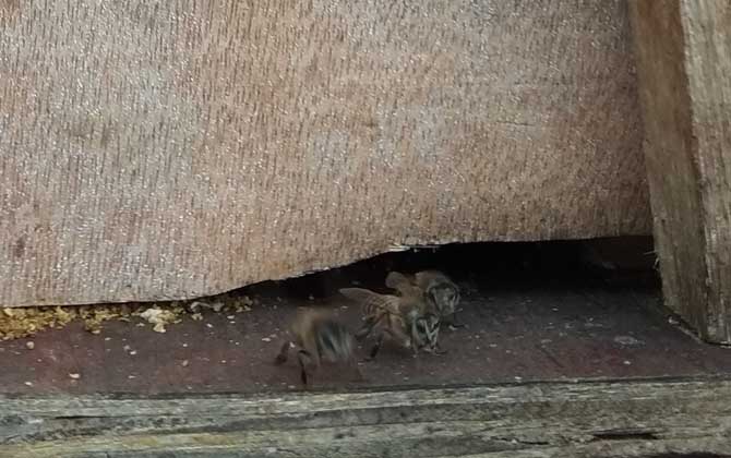 中蜂怎么快速繁殖? 中蜂快速繁殖