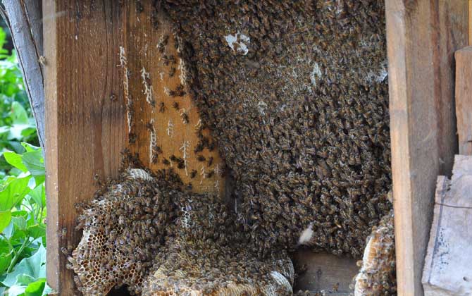 中蜂什么時(shí)候取蜜? 中蜂取蜜