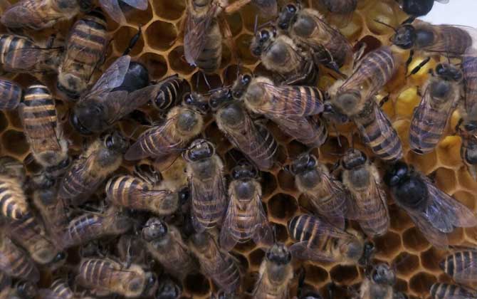 中蜂強(qiáng)群怎么養(yǎng)不分蜂? 中蜂強(qiáng)群怎么養(yǎng)