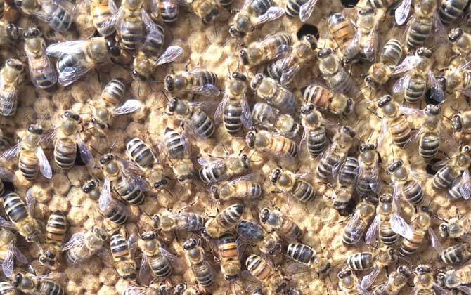 中蜂強(qiáng)群怎么養(yǎng)不分蜂? 中蜂強(qiáng)群怎么養(yǎng)