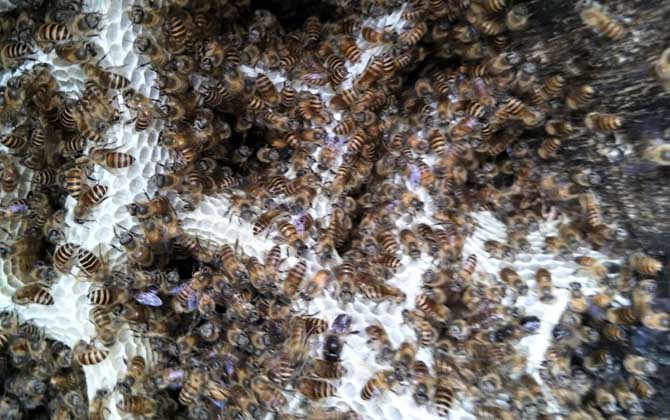 中蜂強(qiáng)群怎么養(yǎng)不分蜂? 中蜂強(qiáng)群怎么養(yǎng)