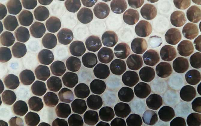 中蜂強(qiáng)群怎么養(yǎng)不分蜂? 中蜂強(qiáng)群怎么養(yǎng)