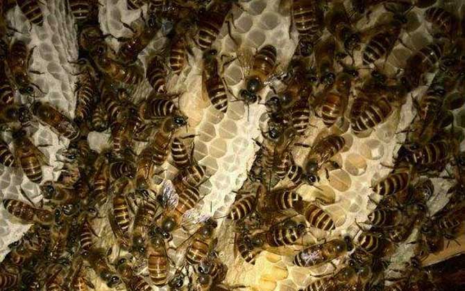 中蜂雙王群有哪些難點? 中蜂雙王群