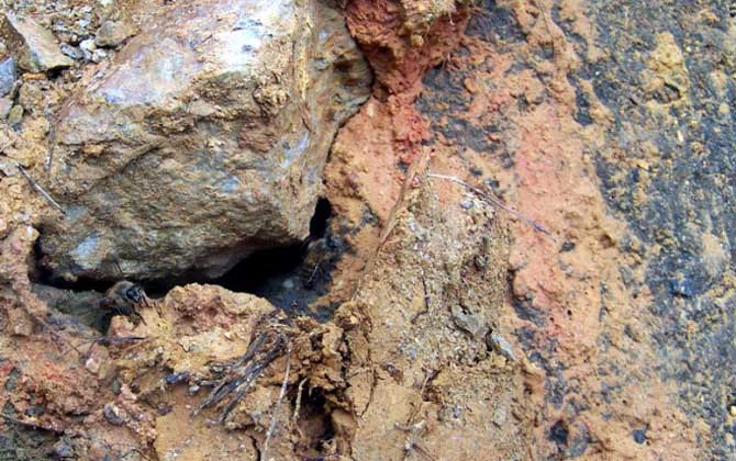 石洞里的野生蜜蜂如何收捕? 野生蜜蜂如何收捕