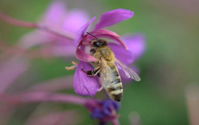 蜂王為什么會(huì)帶領(lǐng)蜂群逃跑? 蜂王為什么逃跑