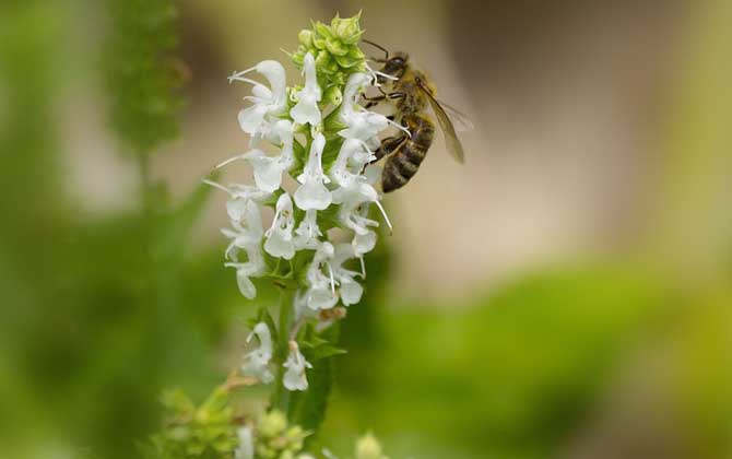 蜂王為什么會(huì)帶領(lǐng)蜂群逃跑? 蜂王為什么逃跑