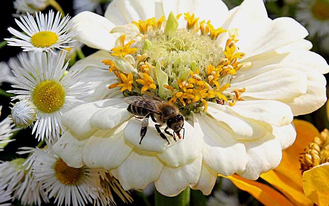 蜂王為什么會(huì)帶領(lǐng)蜂群逃跑? 蜂王為什么逃跑