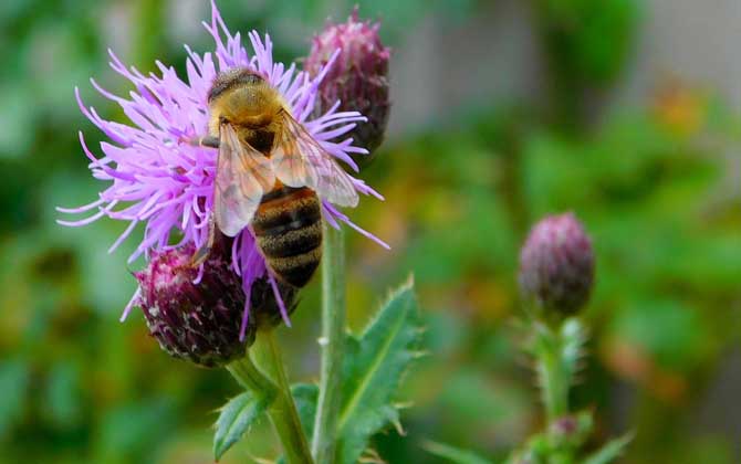 養蜂怎么給蜜蜂喂水? 蜜蜂