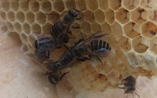 中蜂如何用雙王養成強群? 中蜂雙王群