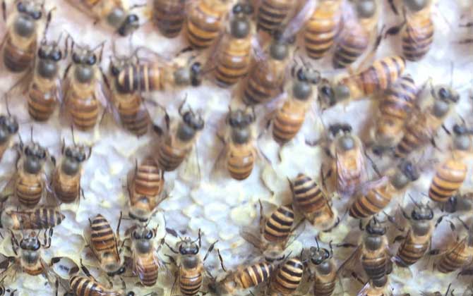 中蜂沒有蜂王怎么分蜂? 中蜂分蜂