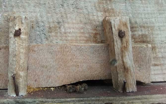 活框蜂箱是怎么構成的? 活框蜂箱