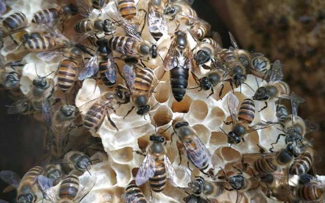 家庭養蜂技術及注意事項 家庭養蜂技術