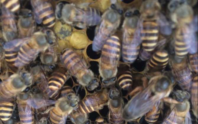 家庭養蜂技術及注意事項 家庭養蜂技術