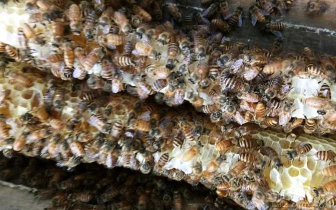 新收的蜜蜂要關幾天蜂王? 蜜蜂關幾天王