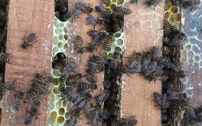 蜜蜂什么時(shí)候繁殖速度快? 蜜蜂