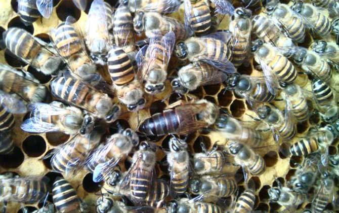 蜜蜂什么時(shí)候繁殖速度快? 蜜蜂