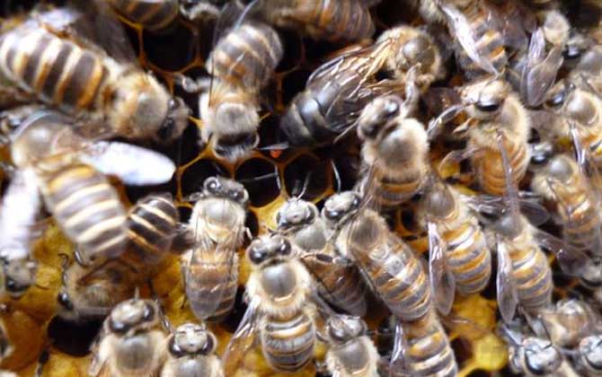 蜜蜂什么時(shí)候繁殖速度快? 蜜蜂