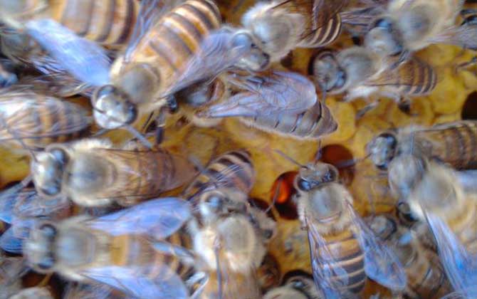 蜜蜂什么時(shí)候繁殖速度快? 蜜蜂