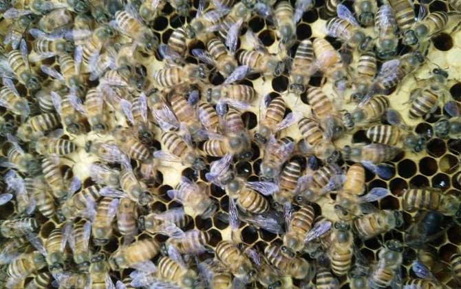 野蜜蜂怎么養它不會跑? 蜜蜂