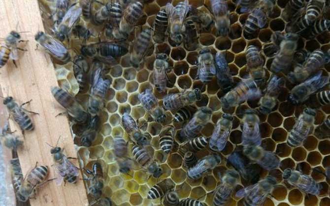 野蜜蜂怎么養它不會跑? 蜜蜂