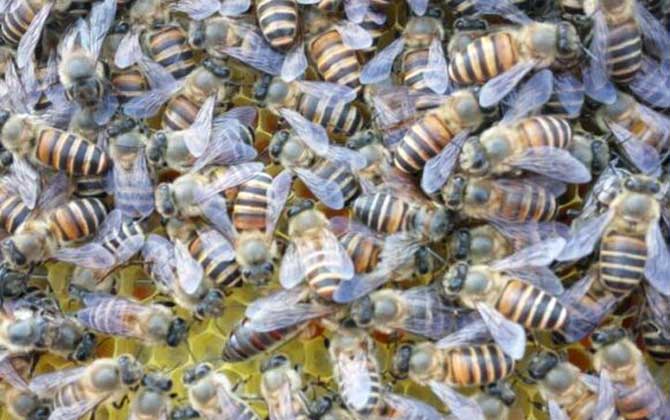 野蜜蜂怎么養它不會跑? 蜜蜂