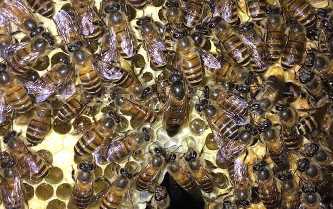 野蜜蜂怎么養它不會跑? 蜜蜂