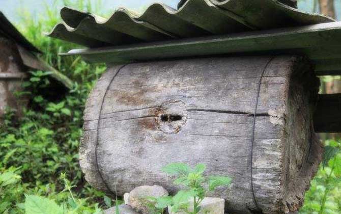 木桶養(yǎng)蜂有什么優(yōu)缺點? 木桶養(yǎng)蜂