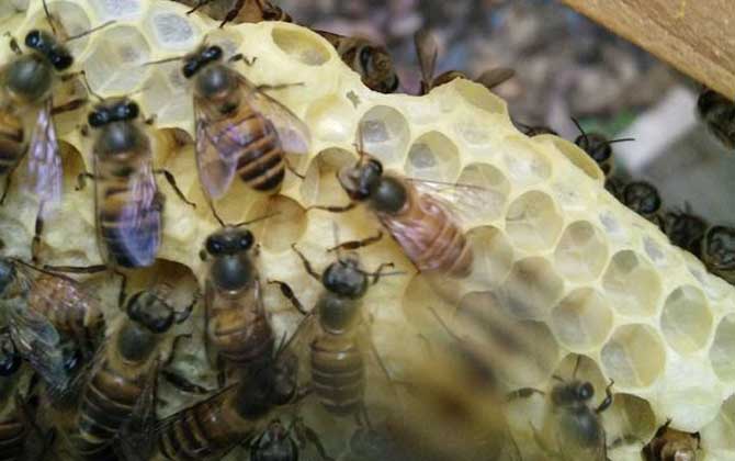 蜂群怎么過箱才不會跑? 蜂群